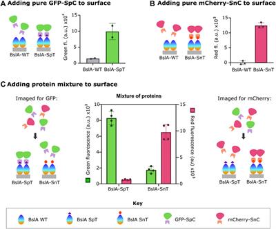 Self-Assembling Protein Surfaces for In Situ Capture of Cell-Free-Synthesized Proteins